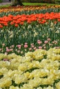 Colourful tulips growing in garden Royalty Free Stock Photo