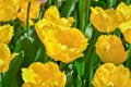 Colourful tulips growing in garden Royalty Free Stock Photo