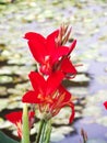 Red Cannaceae beautiful on river, Closeup beauty flower.