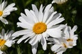 Delicate flower chamomile on a green field