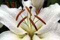 White lily flower in drops of water after rain Royalty Free Stock Photo