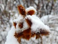 Burdock covered with snow and ice