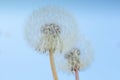 Background Beautiful blooming bush of white fluffy dandelions. Horizontal photo Royalty Free Stock Photo