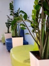 in a room of colored sofas with large green plants on the floor