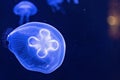 Background of beautiful blue neon jellyfish. Aquarium