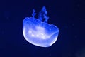 Background of beautiful blue neon jellyfish. Aquarium