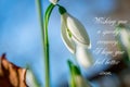 Get well soon, white flowers with text feel better soon Royalty Free Stock Photo