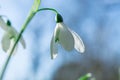 Snowdrop. Spring flowers( galanthus nivalis)