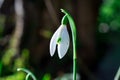 Snowdrop. White flowers on field early spring flowers. Galanthus nivalis Royalty Free Stock Photo