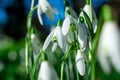 Snowdrop. White flowers on field early spring flowers. Galanthus nivalis