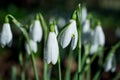 Snowdrop. White flowers on field early spring flowers. Galanthus nivalis Royalty Free Stock Photo