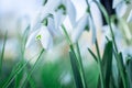 Snowdrop. White flowers on field early spring flowers. Galanthus nivalis Royalty Free Stock Photo