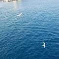 Background of beautiful calm sea and blue skies with seagulls. Aerial view of Seagull bird flying in motion over the Sea