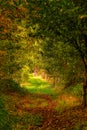 Background of a beautiful colorful autumn landscape. Forest path with autumn leaves in green, yellow, orange. Selective focus Royalty Free Stock Photo