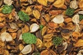 Background of beautiful and colorful Citrus Scent potpourri