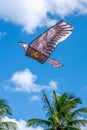 Background of a beautiful and colorful Hawk Eagle kite flying
