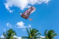 Background of a beautiful and colorful Hawk Eagle kite flying