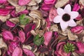 Background of beautiful and colorful Rose Scent potpourri Royalty Free Stock Photo