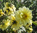 Background from beautiful colour of the dahlia