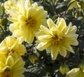 Background from beautiful colour of the dahlia