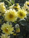 Background from beautiful colour of the dahlia