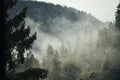 Early forest under the fog