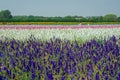 Closeup of delphiniums flowers in field at Wick, Pershore, Worcestershire, UK