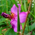 Background beautiful detail Tibouchina Aubl flower blooms in spring in purple, white in yellow Royalty Free Stock Photo