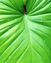 Background of Beautiful Elephant Ear or Colocasia Leaf Royalty Free Stock Photo