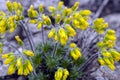 Background of beautiful flowers in spring