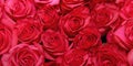 Background of beautiful flowers. Texture. Buds. Roses. Design. Close up.