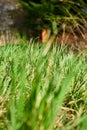 Background from beautiful green juicy grass Royalty Free Stock Photo