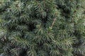 Background of beautiful green twigs spruce. Sunlit