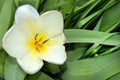 Background with a beautiful light yellow blooming tulip on a substrate of bright green leaves. Royalty Free Stock Photo