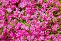 Background beautiful live flowers Royalty Free Stock Photo