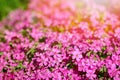 Background beautiful live flowers Royalty Free Stock Photo