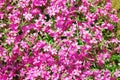 Background beautiful live flowers Royalty Free Stock Photo