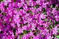 Background beautiful live flowers Royalty Free Stock Photo