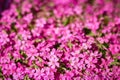 background beautiful live flowers Royalty Free Stock Photo