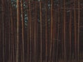 Background of beautiful morning pine forest Royalty Free Stock Photo
