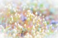 Background with beautiful moss Royalty Free Stock Photo