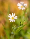 Background beautiful nature flower spring wild flowers white floral plant summer green meadow blossom landscape field beauty fresh Royalty Free Stock Photo