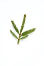 Background ,Beautiful nature fresh green young pine branch norway spruce on white background . Pine branch christmas tree,