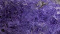 Background of beautiful polished purple charoite mineral. The natural mineral charoite is close-up reminiscent of space Royalty Free Stock Photo