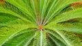 Background of beautiful Sago Cycad or Cycas revoluta Thunb leaves are growing in botanical garden, close up and high angle view