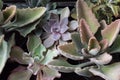 Background of beautiful succulents with both smooth and fuzzy leaves