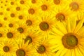 Sunflower background text space