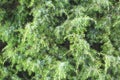 Background from beautiful thick green juniper branches. Conifers in alternative medicine, medicinal tree Royalty Free Stock Photo