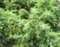 Background from beautiful thick green juniper branches. Conifers in alternative medicine, medicinal tree Royalty Free Stock Photo