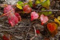 Background, Beautiful wet autumn leaves of wild grapes, rain October